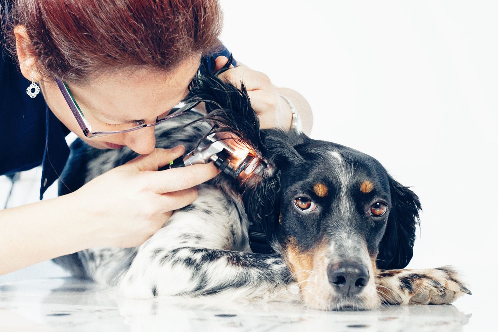Una veterinaria revisa con cuidado el oído de un perro