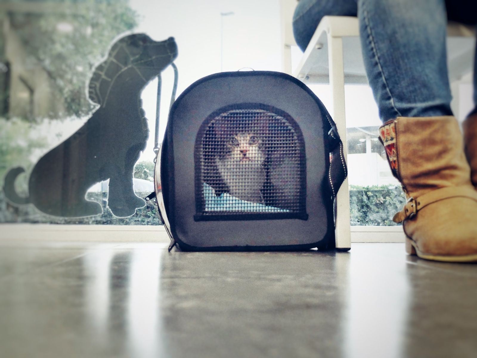 Un gato dentro de su transportín en la sala de espera