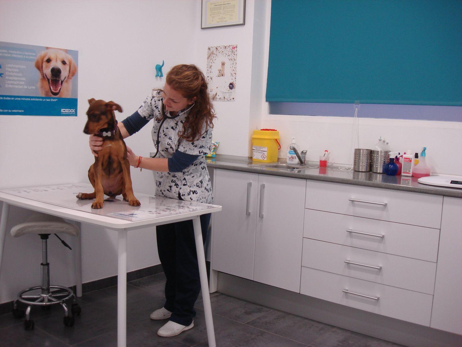 Una veterinaria ausculta con el estetoscopio a un perro sobre la mesa de consulta